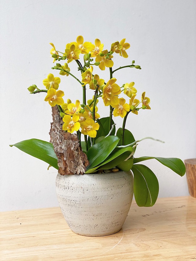 Lan hồ điệp mini màu vàng kích thước nhỏ xinh phù hợp trang trí không gian nhỏ