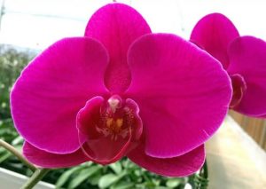 Lan hồ điệp tím đậm toát lên vẻ đẹp sự huyền bí, quý phái, cao sang khiến người ta muốn được khám phá và chinh phục