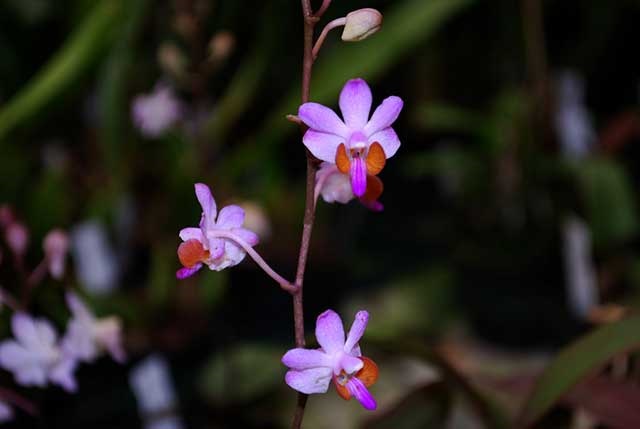 Lan hồ điệp tím rừng có kích thước khá nhỏ với vẻ đẹp giản dị, mộc mạc Lan hồ điệp tím rừng có kích thước khá nhỏ với vẻ đẹp giản dị, mộc mạc