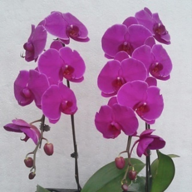 Lan hồ điệp trung bình có đường kính hoa chỉ khoảng từ 7,5 – 10cm Lan hồ điệp trung bình có đường kính hoa chỉ khoảng từ 7,5 – 10cm