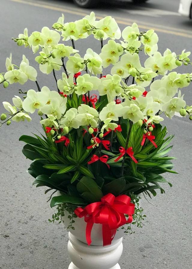 Lan hồ điệp màu vàng chanh với vẻ đẹp nhẹ nhàng, tươi mát