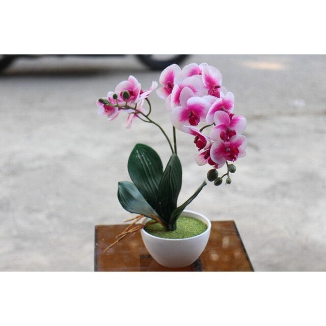 Lan mini hồ điệp là đại diện cho vẻ đẹp của người phụ nữ đẹp hoàn hảo, tài năng sắc đẹp đều có đủ Lan mini hồ điệp là đại diện cho vẻ đẹp của người phụ nữ đẹp hoàn hảo, tài năng sắc đẹp đều có đủ