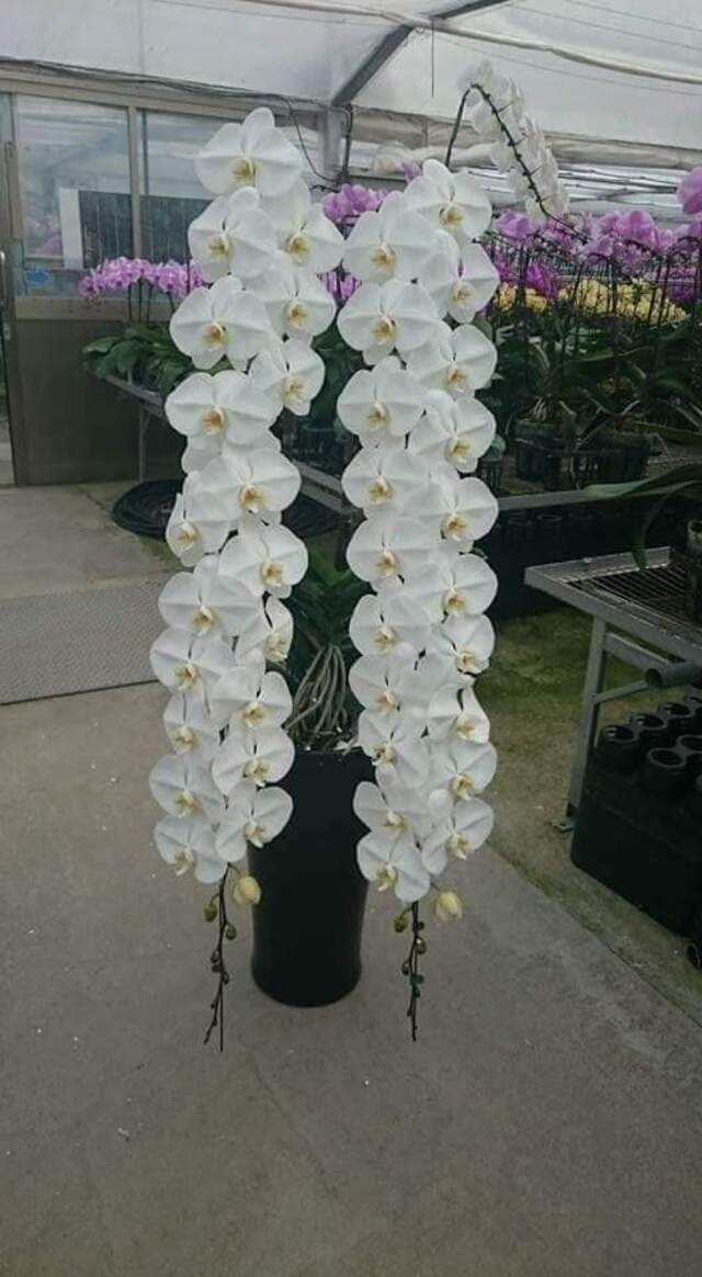 Lan nữ hoàng hồ điệp được khai sinh ở đảo quốc Đài Loan và xứ sở hoa anh đào - Nhật Bản Lan nữ hoàng hồ điệp được khai sinh ở đảo quốc Đài Loan và xứ sở hoa anh đào - Nhật Bản