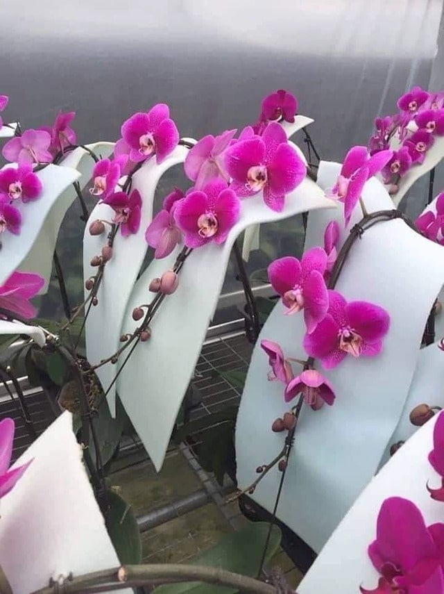 Lan tiểu hồ điệp hay phân nhánh nhưng đại hồ điệp thì không Lan tiểu hồ điệp hay phân nhánh nhưng đại hồ điệp thì không