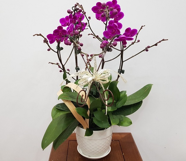 Lan tiểu hồ điệp mãn thiên hồng có thể trang trí nội thất hoặc làm quà tặng đều đẹp