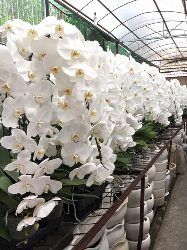 Lý do hồ điệp nữ hoàng đắt khách dù giá cao ngất ngưởng - Lan nữ hoàng hồ điệp ẩn chứa tầng tầng ý nghĩa tốt đẹp Lý do hồ điệp nữ hoàng đắt khách dù giá cao ngất ngưởng - Lan nữ hoàng hồ điệp ẩn chứa tầng tầng ý nghĩa tốt đẹp