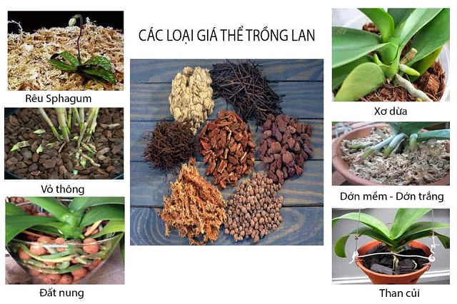 Một số loại giá thể thích hợp với cây lan hồ điệp Một số loại giá thể thích hợp với cây lan hồ điệp