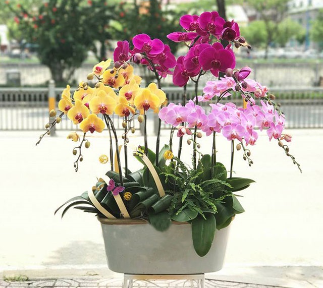 Mua chậu lan hồ điệp mừng khai trương dựa vào số lượng cành