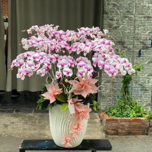 Nên lựa chọn chậu lan hồ điệp phù hợp với bản mệnh gia chủ để có được sự may mắn, thuận lợi