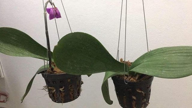 Nên tưới đầy đủ nước cho cây và treo chậu cây ở nơi thoáng gió