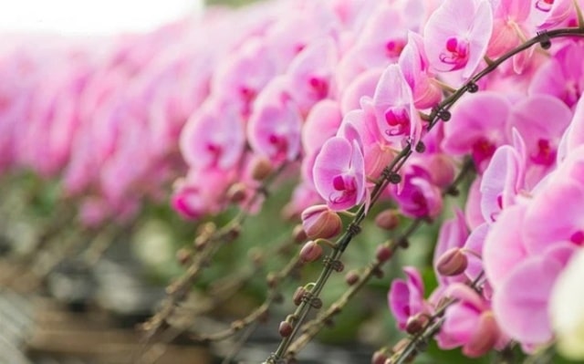 Nếu được chăm sóc đúng kỹ thuật thì những cành nữ hoàng hồ điệp phải dài đến 2m, mỗi cành có đến 36 bông, nở suốt 2 - 3 tháng Nếu được chăm sóc đúng kỹ thuật thì những cành nữ hoàng hồ điệp phải dài đến 2m, mỗi cành có đến 36 bông, nở suốt 2 - 3 tháng