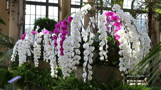 Nếu là dân chơi lan mà không biết đến lan hồ điệp nữ hoàng thì quả là một điều đáng tiếc Nếu là dân chơi lan mà không biết đến lan hồ điệp nữ hoàng thì quả là một điều đáng tiếc