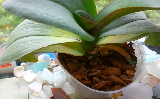 Nếu lan hồ điệp được tưới nhiều nước thì ngoài lá vàng thì bề mặt lá còn bị nhăn nheo, bị héo