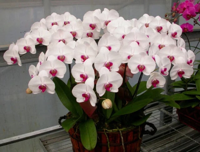 Nếu muốn lan hồ điệp nở rộ vào dịp đầu năm thì nhà vườn phải xử lý lạnh từ giữa tháng 9 âm lịch