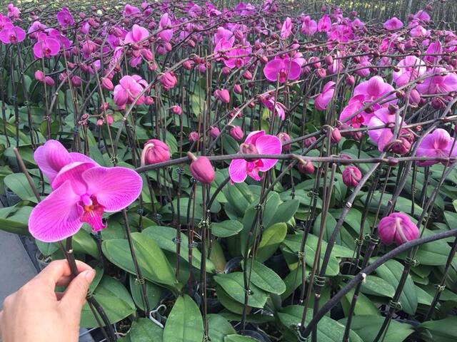 Ngày nay, lan hồ điệp màu tím đã được nhân giống ở rất nhiều quốc gia