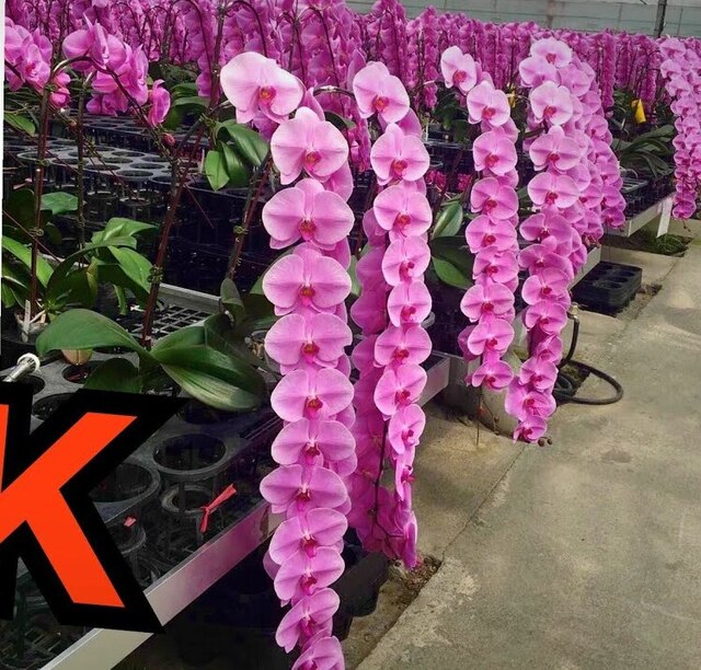 Người Việt tin rằng nữ hoàng hồ điệp sẽ hút vượng khí, mang đến giàu sang, sung túc, phú quý cho gia chủ Người Việt tin rằng nữ hoàng hồ điệp sẽ hút vượng khí, mang đến giàu sang, sung túc, phú quý cho gia chủ