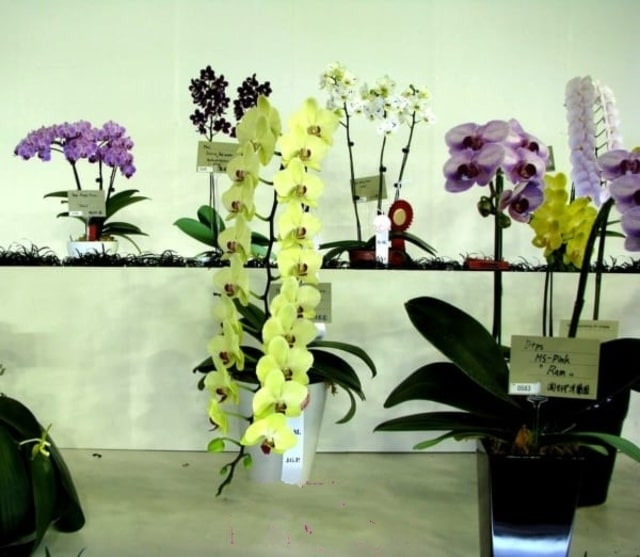 Người yêu hoa có thể phải chi trên 10 triệu và phải đặt trước nhiều tháng thì mới được sở hữu 1 cành hồ điệp lan nữ hoàng Người yêu hoa có thể phải chi trên 10 triệu và phải đặt trước nhiều tháng thì mới được sở hữu 1 cành hồ điệp lan nữ hoàng