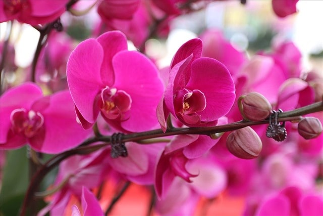 Nhiệt độ thích hợp trồng hồ điệp hoa tím là 22 đến 27 độ C