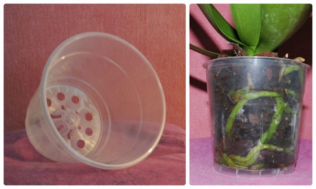 Sang chậu lan hồ điệp rất quan trọng để cây phát triển khỏe mạnh hơn Sang chậu lan hồ điệp rất quan trọng để cây phát triển khỏe mạnh hơn