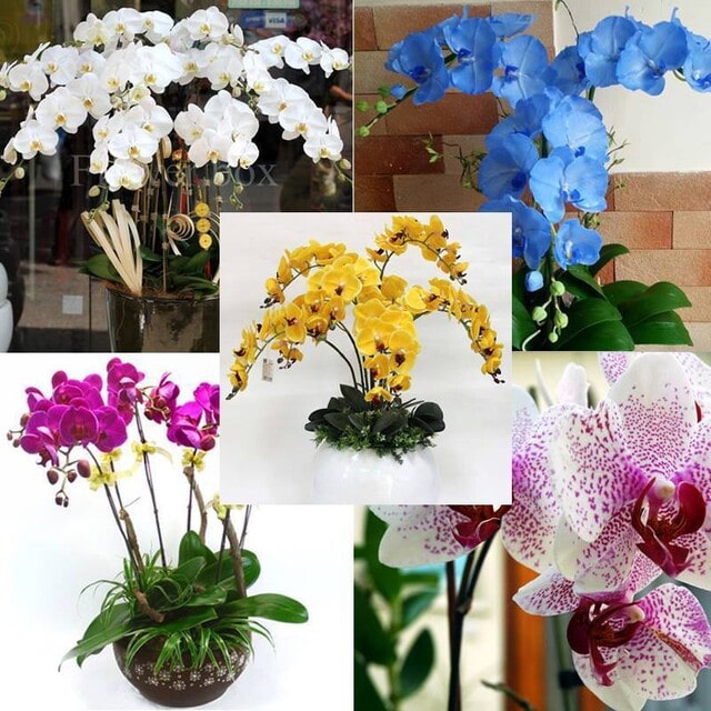 Sau vụ nở hoa dịp Tết, hồ điệp còn nở trở lại vài lần sau đợt hoa trước từ 2 - 3 tháng