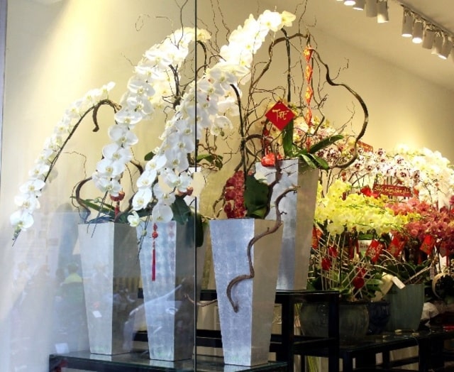 Showroom của Vườn Lan Đà Lạt tại quận Tây Hồ, Hà Nội có các loại lan hồ điệp tuyệt đẹp, thượng hạng Showroom của Vườn Lan Đà Lạt tại quận Tây Hồ, Hà Nội có các loại lan hồ điệp tuyệt đẹp, thượng hạng