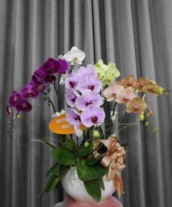 Số cành hoa lan hồ điệp cũng thể hiện những ý nghĩa phong thủy khác nhau