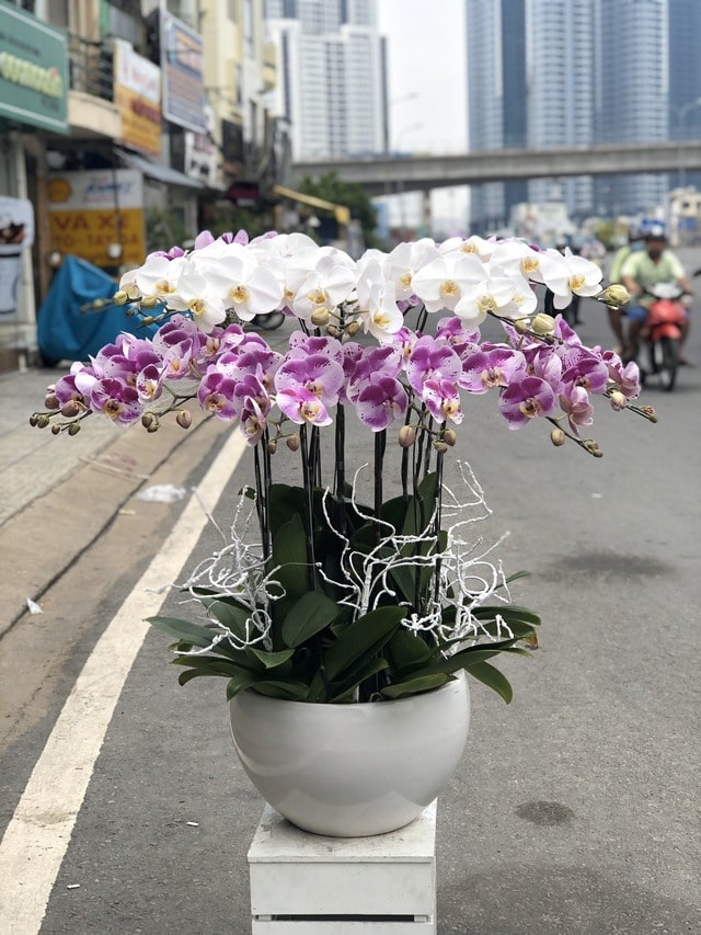 Số lượng hoa trên 1 cành đạt từ 12 đến 15, 16 bông thì chắc chắn cây đó là lan hồ điệp đại Số lượng hoa trên 1 cành đạt từ 12 đến 15, 16 bông thì chắc chắn cây đó là lan hồ điệp đại