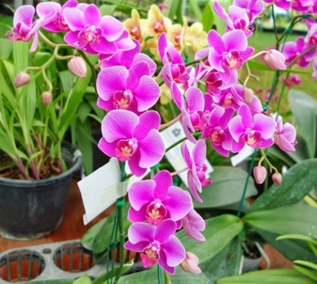 Thời gian nở của lan hồ điệp khoảng 3 tháng, nếu được chăm sóc tốt thì có thể nở 4 - 6 tháng