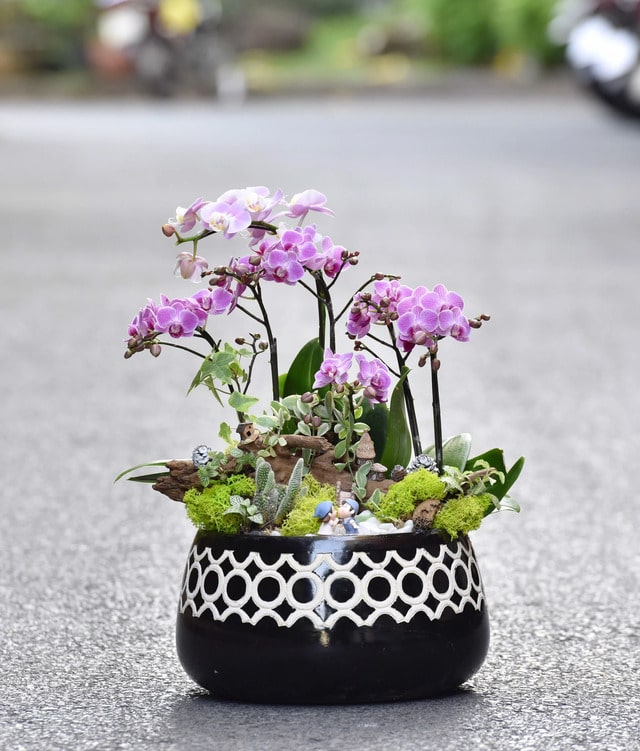 Tiểu lan hồ điệp mini có hình dáng, kích thước khá nhỏ Tiểu lan hồ điệp mini có hình dáng, kích thước khá nhỏ