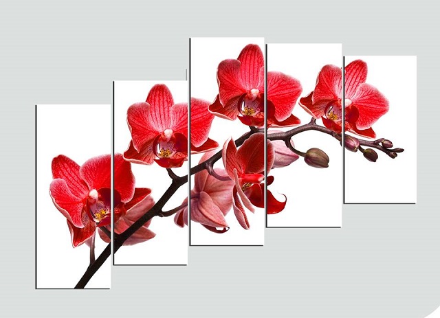 Tìm mua hoa lan hồ điệp đỏ ớt ở đâu? Tìm mua hoa lan hồ điệp đỏ ớt ở đâu?