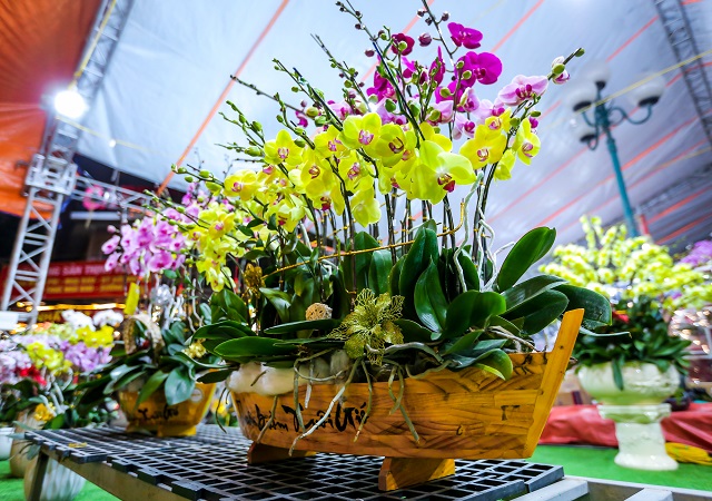 Trang trí bằng chậu lan thuận buồm xuôi gió giúp không gian trở nên vô cùng nổi bật Trang trí bằng chậu lan thuận buồm xuôi gió giúp không gian trở nên vô cùng nổi bật
