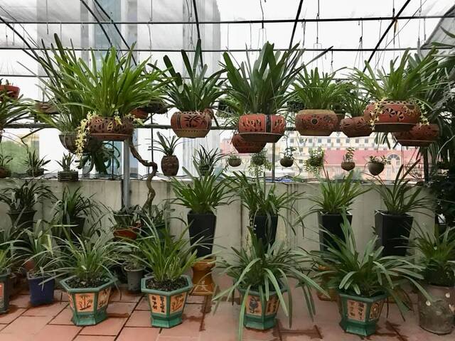 Trồng lan hồ điệp bạn nên đặt chúng dưới mái che hoặc lưới chuyên dùng