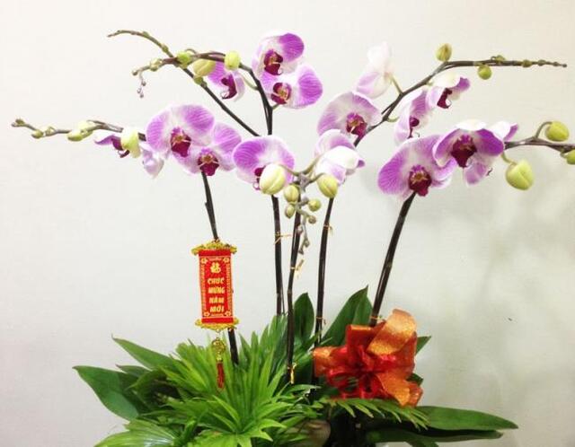 Trong phong thủy, lan hồ điệp tím trắng mang lại nhiều niềm vui và những điều mới lạ cho gia chủ