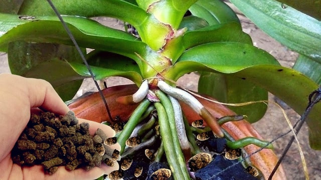 Trong quá trình trồng và chăm sóc lan hồ điệp bạn cần bón phân định kỳ cho cây