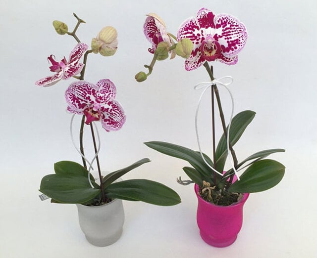 Trong tình bạn, hoa hồ điệp màu tím tượng trưng cho một tình bạn tốt đẹp, gắn bó, keo sơn