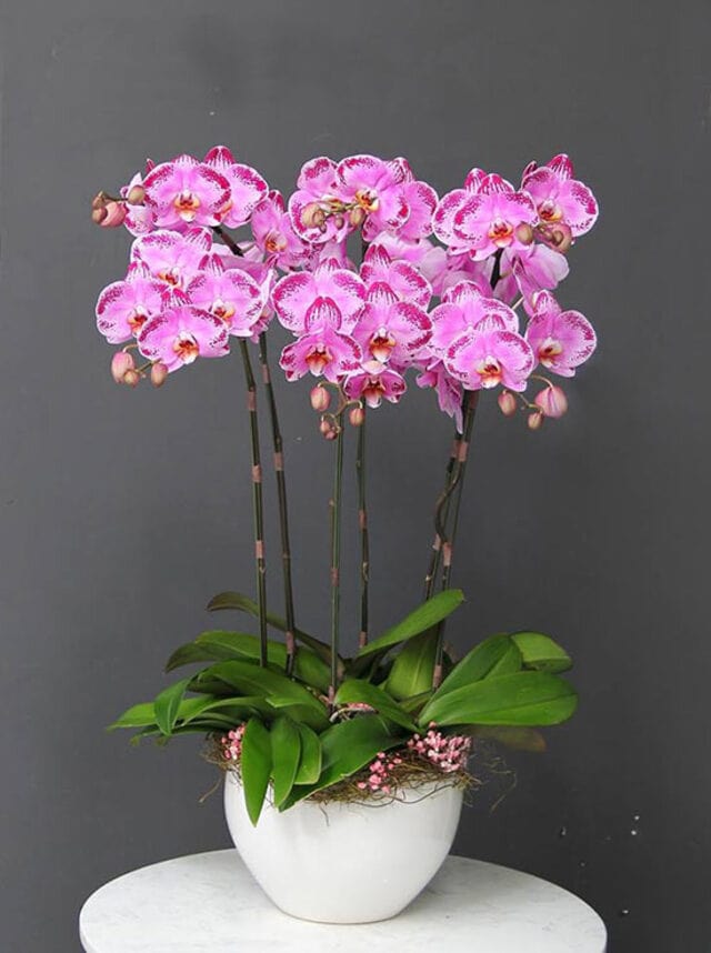 Trong tình yêu lan hồ điệp màu tím tượng trưng cho một tình yêu thủy chung, sắt son, cao thượng