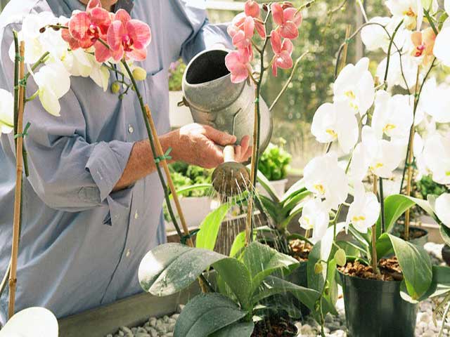 Tưới nước cho hồ điệp khi chúng đang nở hoa bạn tránh tưới vào những bông đang nở hoặc nụ nhỏ
