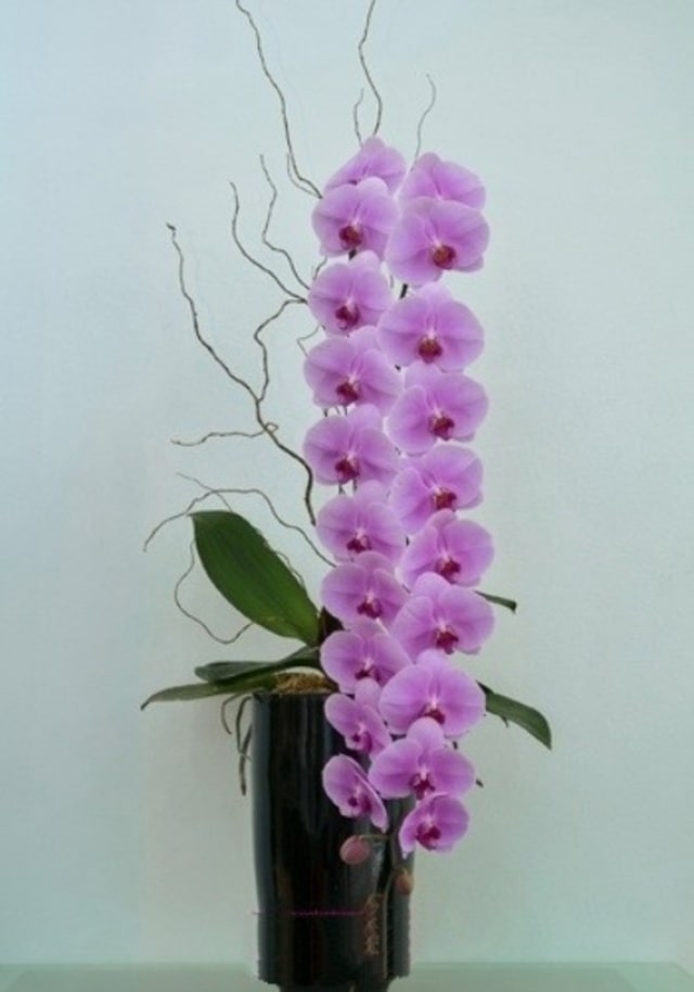 Việt Nam mặc dù đã trồng thành công nữ hoàng hồ điệp nhưng giá bán vẫn khá cao Việt Nam mặc dù đã trồng thành công nữ hoàng hồ điệp nhưng giá bán vẫn khá cao