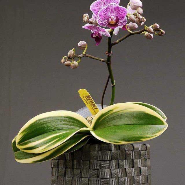 Với hình dáng của mình, hoa hồ điệp mini chính là biểu tượng cho cuộc sống hoàn hảo, tình yêu viên mãn Với hình dáng của mình, hoa hồ điệp mini chính là biểu tượng cho cuộc sống hoàn hảo, tình yêu viên mãn