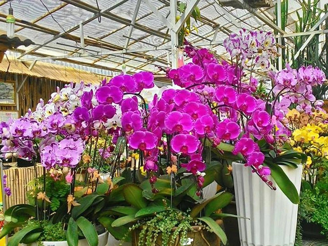 Vườn Lan Đà Lạt có các loại lan hồ điệp phong phú để khách hàng thoải mái lựa chọn Vườn Lan Đà Lạt có các loại lan hồ điệp phong phú để khách hàng thoải mái lựa chọn