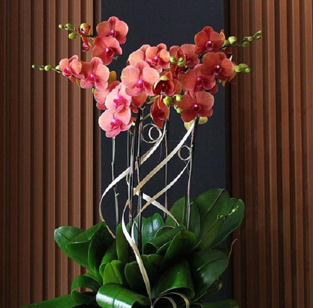 Ý nghĩa của lan hồ điệp màu đỏ ớt Ý nghĩa của lan hồ điệp màu đỏ ớt