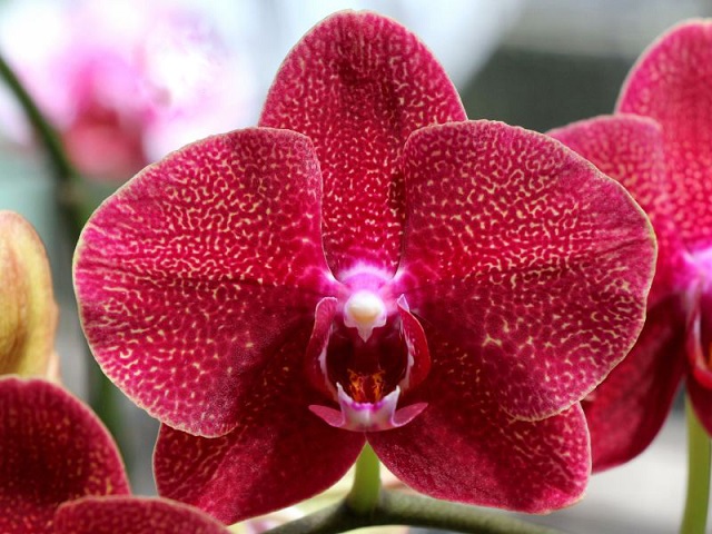 Ý nghĩa sâu sắc của hồ điệp đỏ ít người biết