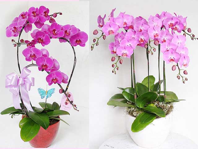 Yêu thích hồ điệp “vô bờ bến” nhưng có lẽ dân “tầm lan” say đắm nhất vẫn là những cành hoa điệp tím