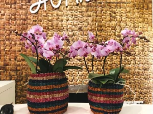 Hoa lan hồ điệp Trường Hoàng được đánh giá rất tốt về chất lượng Hoa lan hồ điệp Trường Hoàng được đánh giá rất tốt về chất lượng