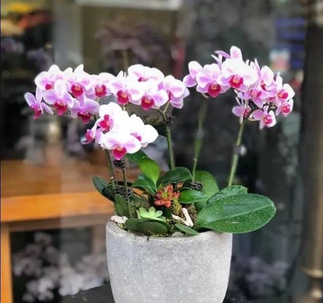 Bạn có thể tin tưởng ghé đến Vườn Lan Đà Lạt