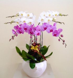 Bạn sẽ nhận được sự tư vấn chuyên nghiệp khi ghé Vườn Lan Đà Lạt