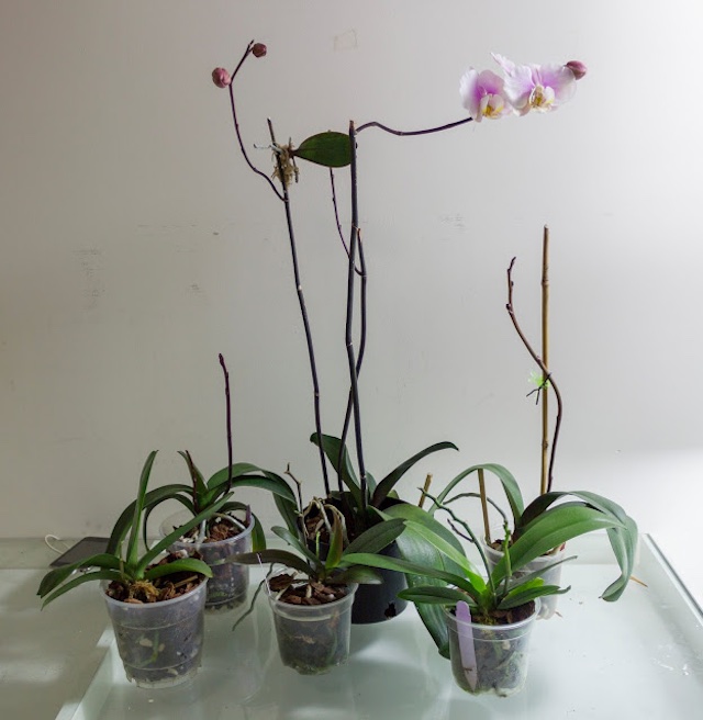 Các chồi hoa của cây