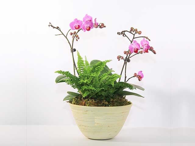 Các địa chỉ bán buôn hoa lan hồ điệp xuất hiện ngày càng nhiều