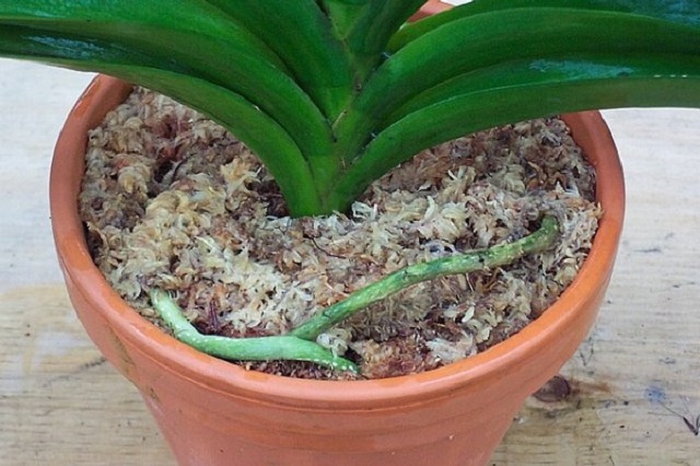 Các loại giá thể trồng lan hồ điệp tốt được ưa chuộng hiện nay