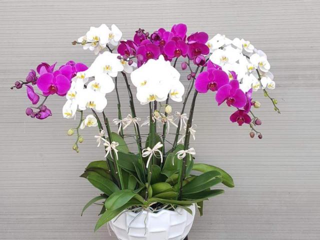 Các loại lan hồ điệp hiện nay Các loại lan hồ điệp hiện nay